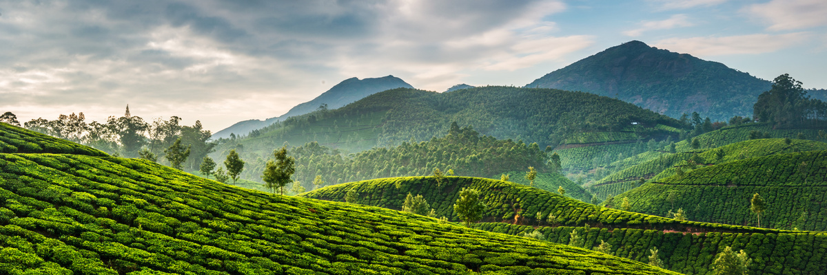 The Colonial Tea Company and quality tea moments